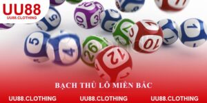 Bạch thủ lô miền Bắc