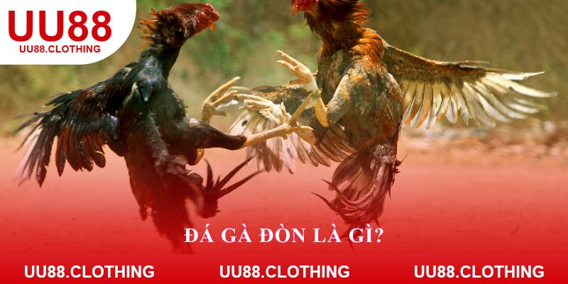 Đá gà đòn là gì?