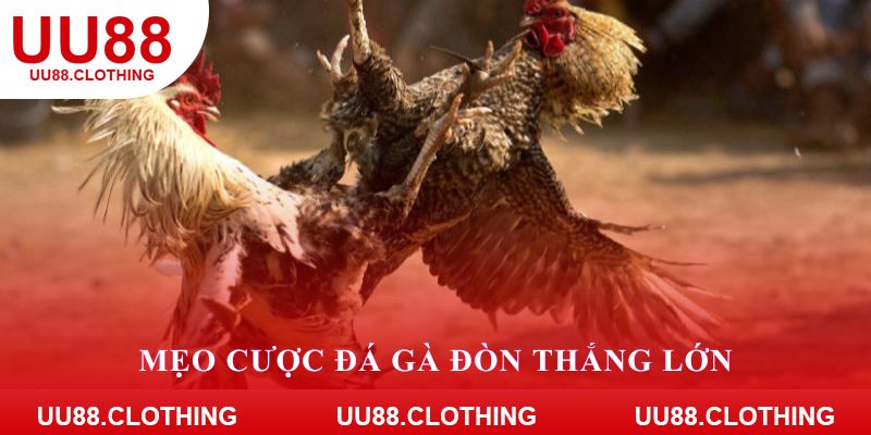 Mẹo cược đá gà đòn thắng lớn