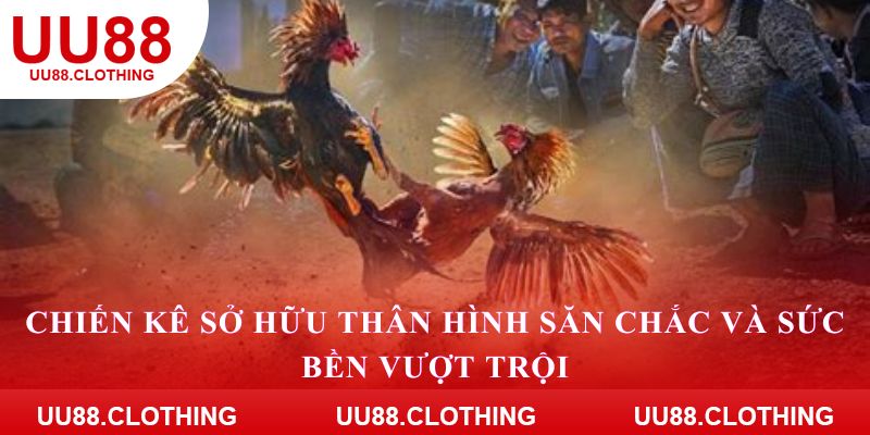 Chiến kê sở hữu thân hình săn chắc và sức bền vượt trội
