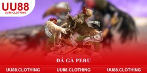 Đá gà Peru