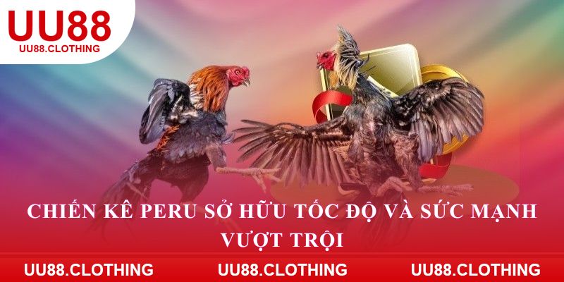 Chiến kê Peru sở hữu tốc độ và sức mạnh vượt trội