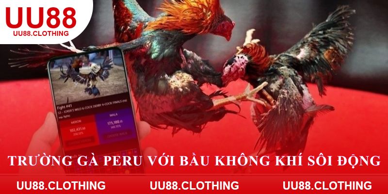 Trường gà Peru với bầu không khí sôi động