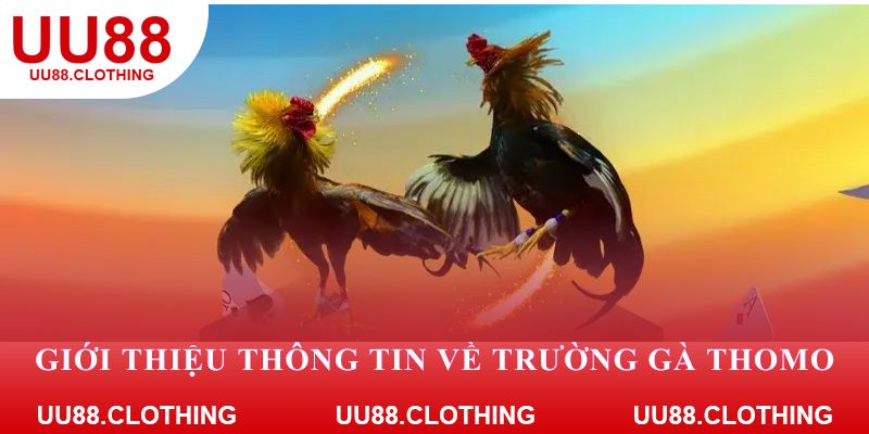 Giới thiệu các thông tin về trường gà Thomo