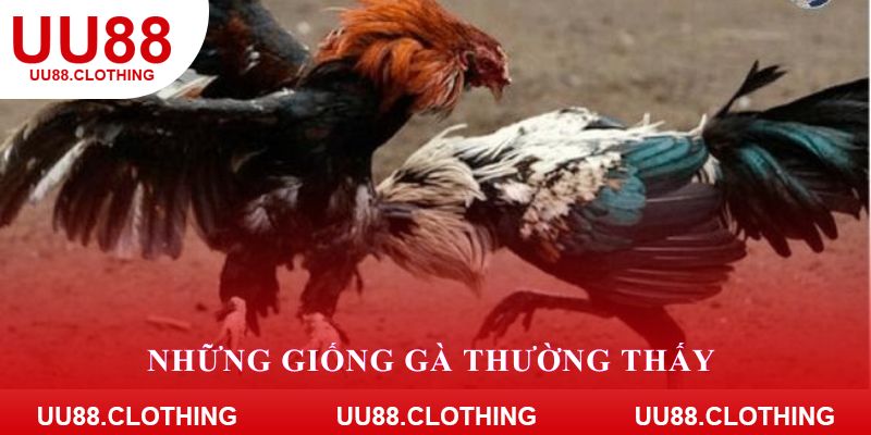 Những giống gà thường thấy tại trường Thomo 