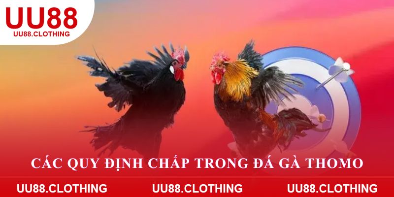 Các quy định chấp trong các trận đá gà Thomo 
