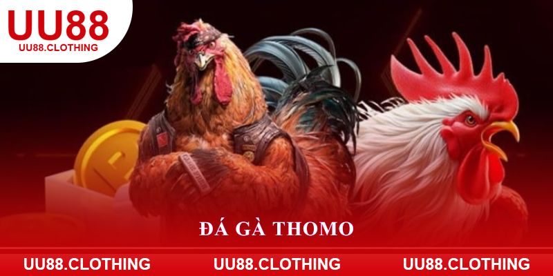 Đá gà Thomo