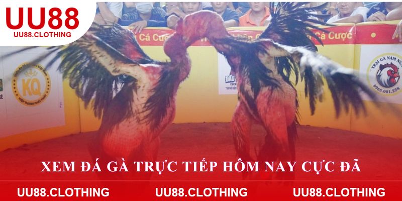 Xem đá gà trực tiếp hôm nay cực đã tại nhà cái