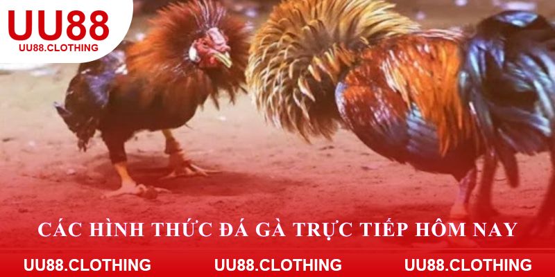Các hình thức đá gà trực tiếp hôm nay