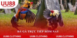 đá gà trực tiếp hôm nay
