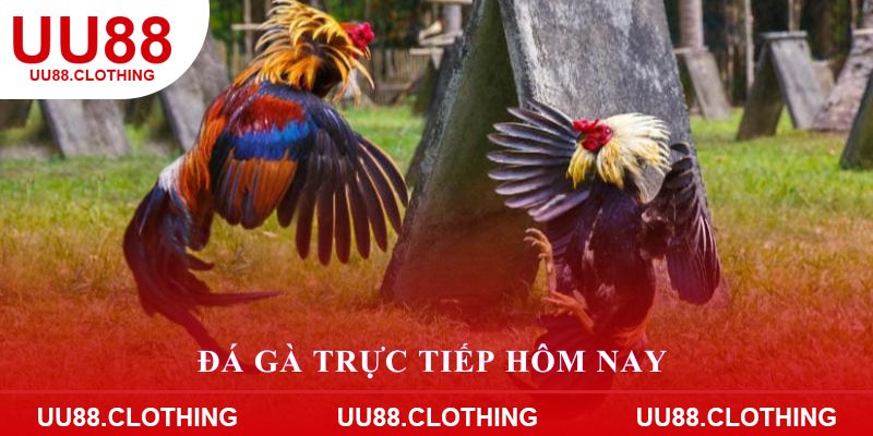 đá gà trực tiếp hôm nay