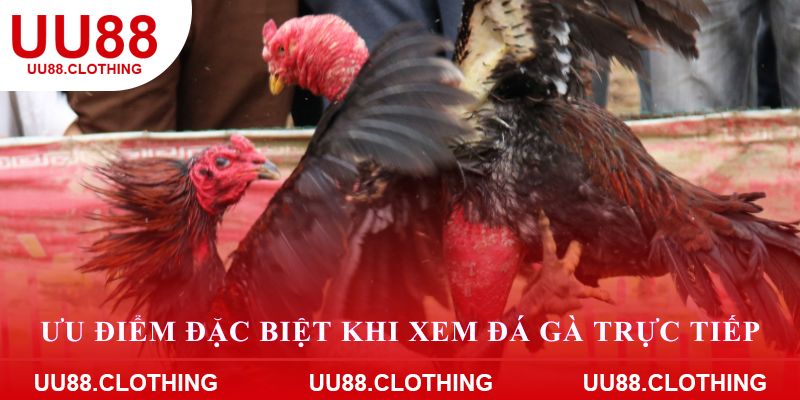 Ưu điểm đặc biệt khi xem đá gà trực tiếp