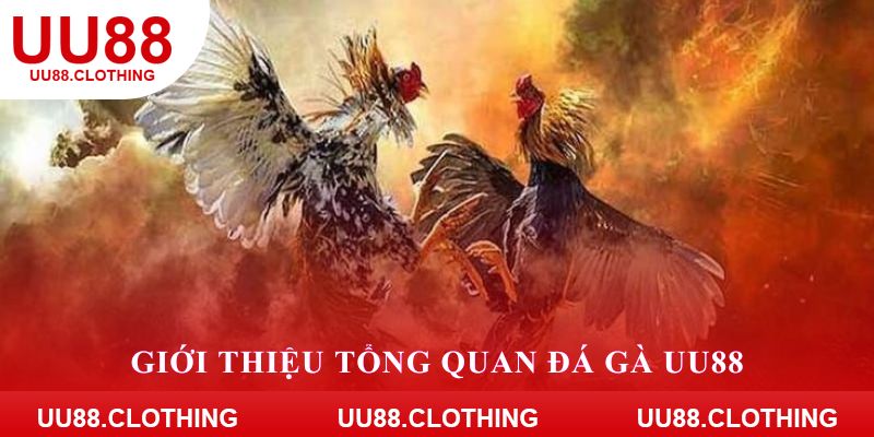 Giới thiệu tổng quan đá gà UU88