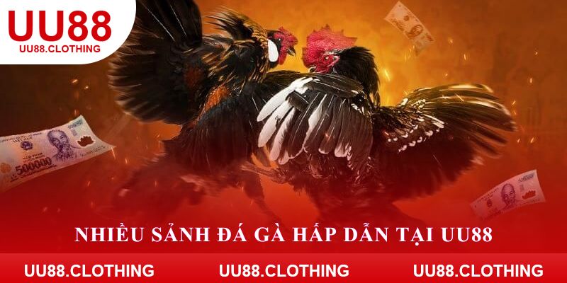 Nhiều sảnh đá gà hấp dẫn tại UU88